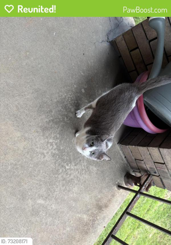 Reunited Unknown Cat last seen Edgewood avenue, Pittsburgh, PA 15218