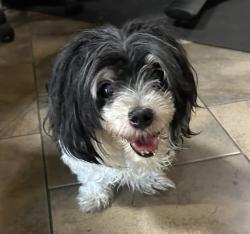 Reunited Male Dog last seen Belle Marie and Adrian fog, Enterprise, NV 89141
