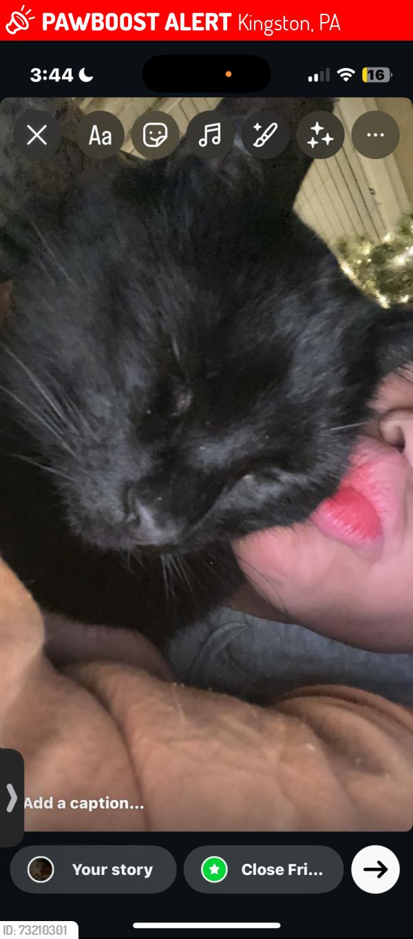 Lost Male Cat last seen Near 1785 murray st, Kingston, PA 18704