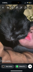 Lost Male Cat last seen Near 1785 murray st, Kingston, PA 18704