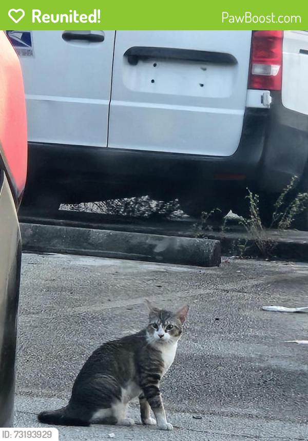 Reunited Unknown Cat last seen Near bird rd, Miami, FL 33155