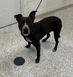 Lost Male Dog last seen Near th raytown road, Raytown, MO 64133