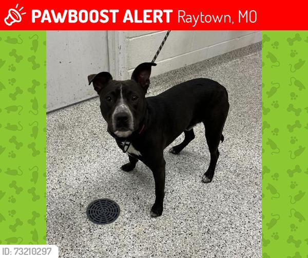 Lost Male Dog last seen Near th raytown road, Raytown, MO 64133