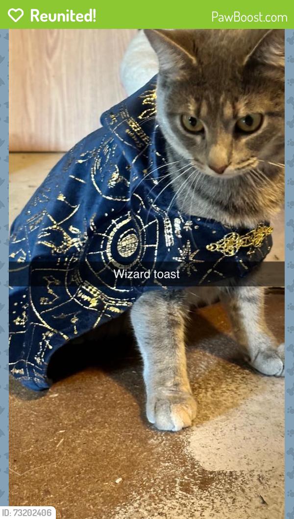 Reunited Female Cat last seen Near Moore dr allegan mi, Allegan, MI 49010