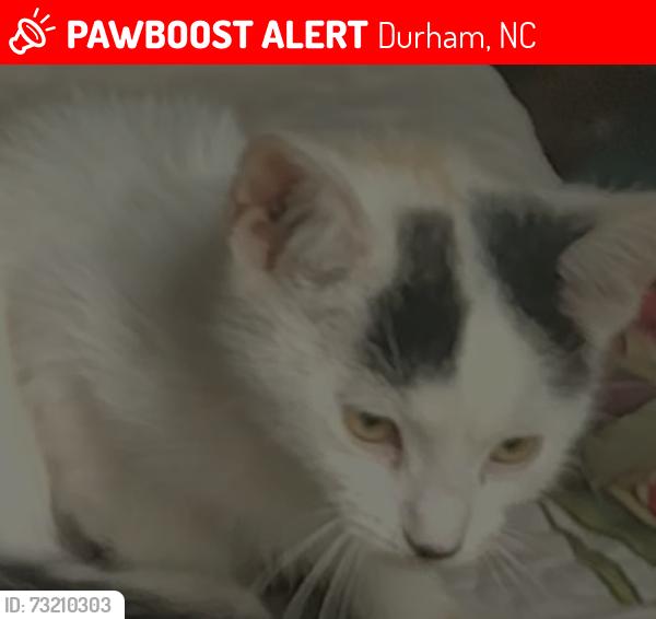 Lost Female Cat last seen Corinth lane, Durham, NC 27704