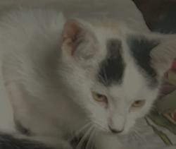 Lost Female Cat last seen Corinth lane, Durham, NC 27704
