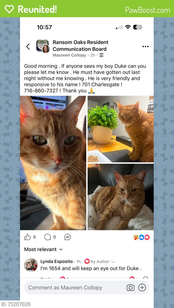Reunited Male Cat last seen Old oak post, East Amherst, NY 14051