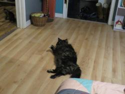 Lost Female Cat last seen Near Mohegan Rd, St. Augustine, FL 32086