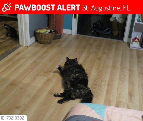 Lost Female Cat last seen Near Mohegan Rd, St. Augustine, FL 32086