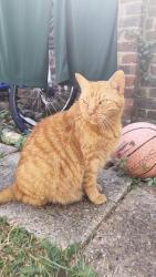 Found/Stray Female Cat last seen NW9 5GB, Colindale, England 