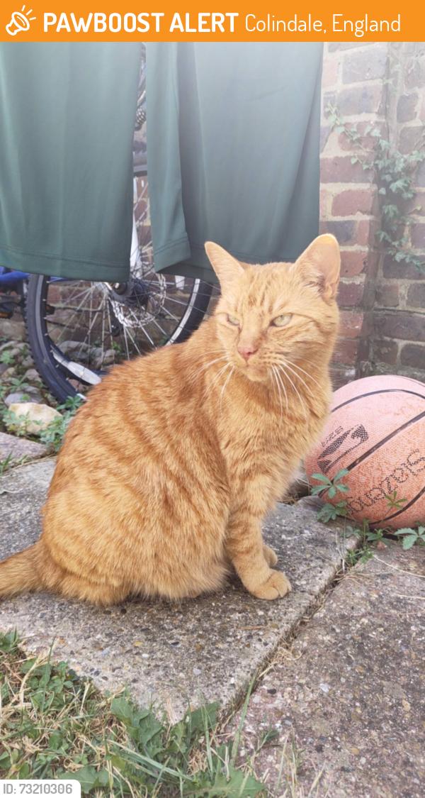 Found/Stray Female Cat last seen NW9 5GB, Colindale, England 