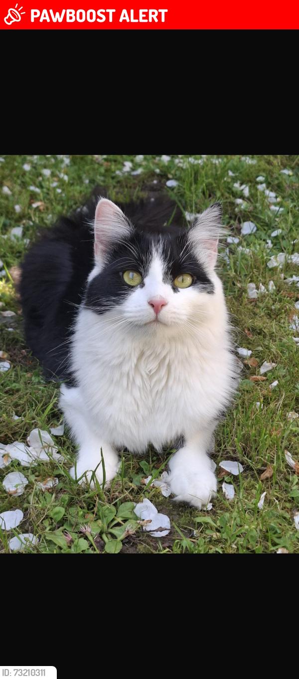 Lost Female Cat last seen Apollo way, Hertfordshire, England SG2 7QU