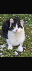 Lost Female Cat last seen Apollo way, Hertfordshire, England SG2 7QU
