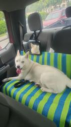 Found/Stray Female Dog last seen Broward Blvd and NW 35th Ave, Fort Lauderdale, FL 33301