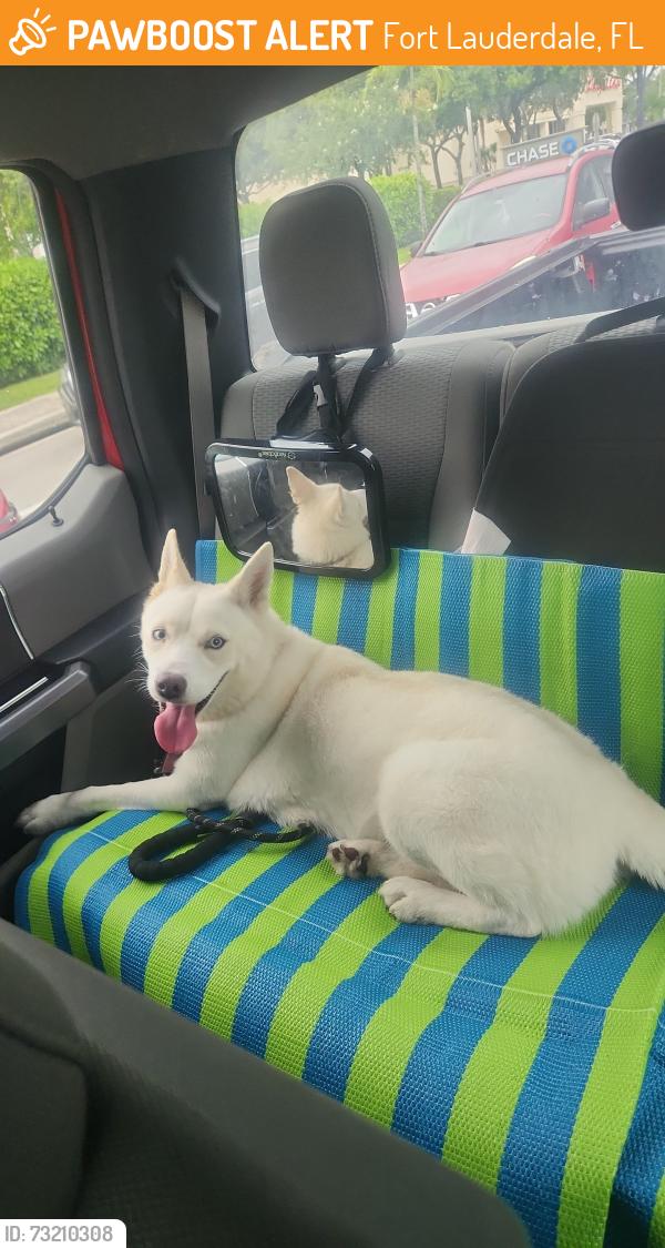 Found/Stray Female Dog last seen Broward Blvd and NW 35th Ave, Fort Lauderdale, FL 33301