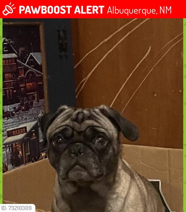 Lost Male Dog last seen Eastern on Georgia And the main streets are Louisiana and Gibson, Albuquerque, NM 87108