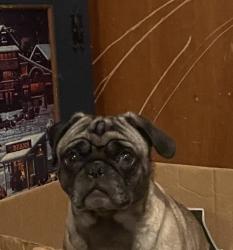 Lost Male Dog last seen Eastern on Georgia And the main streets are Louisiana and Gibson, Albuquerque, NM 87108