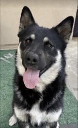 Reunited Male Dog last seen Breakwater st and grand, Lake Elsinore, CA 92530