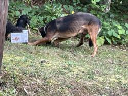 Found/Stray Male Dog last seen Acorn creek rd, Carroll County, GA 30185