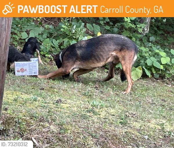 Found/Stray Male Dog last seen Acorn creek rd, Carroll County, GA 30185
