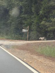 Found/Stray Female Dog last seen Near fosters mill road, Floyd County, GA 30129