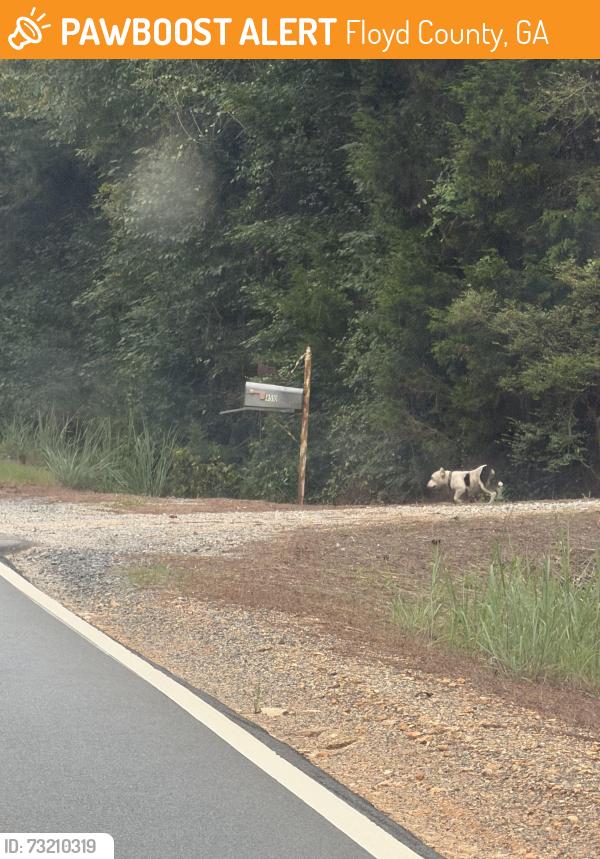 Found/Stray Female Dog last seen Near fosters mill road, Floyd County, GA 30129