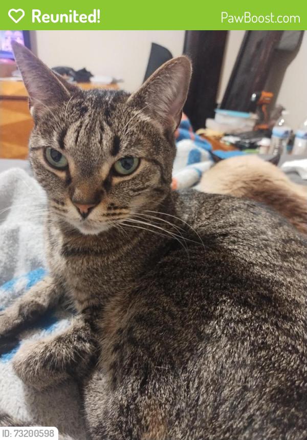 Reunited Female Cat last seen Leawood Drive x Chasenstreet, Leawood, KS 66206