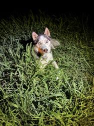 Found/Stray Male Dog last seen Price Rd, Garrett Rd & HJ Rd., Rockingham County, NC 27048