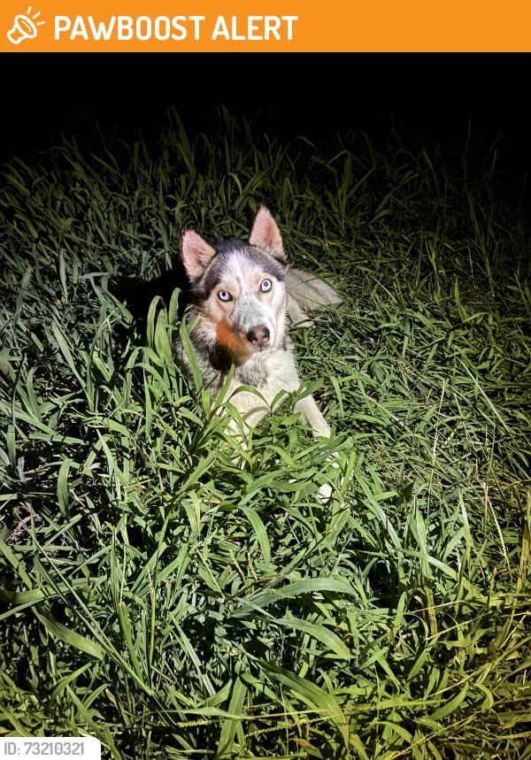 Found/Stray Male Dog last seen Price Rd, Garrett Rd & HJ Rd., Rockingham County, NC 27048
