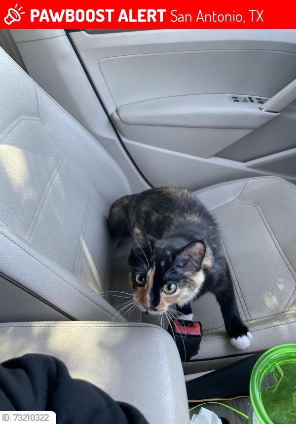 Lost Female Cat last seen Calypso apmts, San Antonio, TX 78238