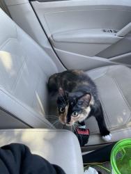 Lost Female Cat last seen Calypso apmts, San Antonio, TX 78238