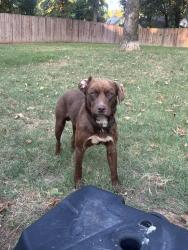 Found/Stray Male Dog last seen Outside the Wyndham hotel in north Little Rock, North Little Rock, AR 72114