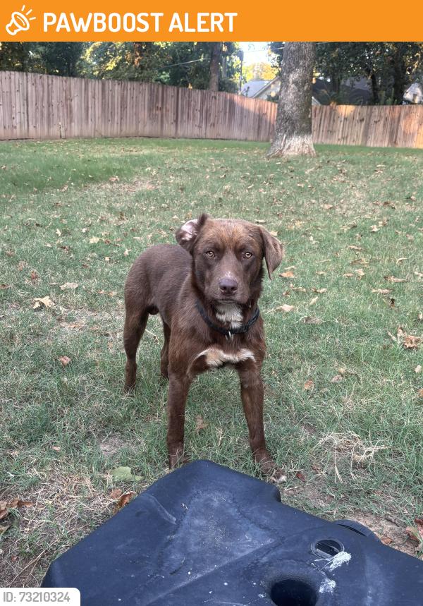 Found/Stray Male Dog last seen Outside the Wyndham hotel in north Little Rock, North Little Rock, AR 72114