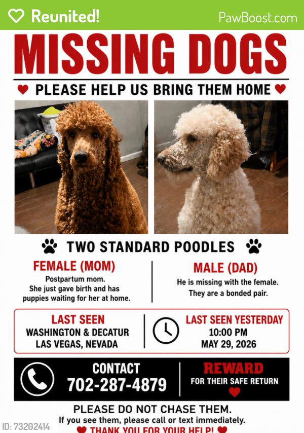 Reunited Male Dog last seen WASHINGTON AND DECATUR, Las Vegas, NV 89107