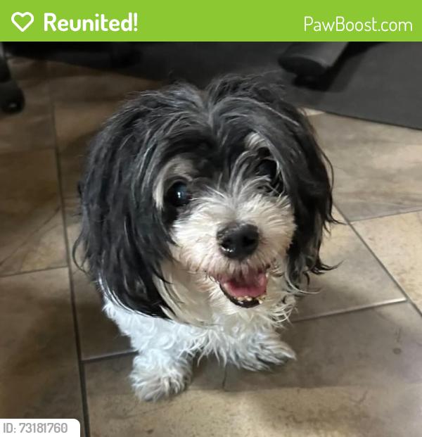 Reunited Male Dog last seen Belle Marie and Adrian fog, Enterprise, NV 89141