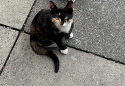 Lost Female Cat last seen Lokfu gardens, Cheetham Hill, England M8 8JX