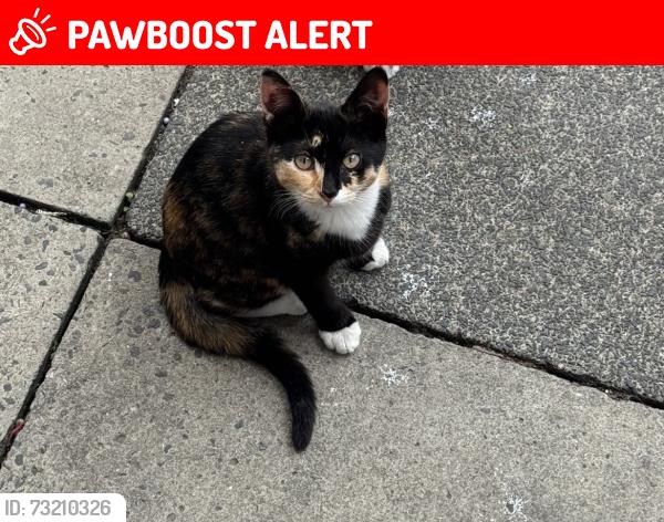 Lost Female Cat last seen Lokfu gardens, Cheetham Hill, England M8 8JX