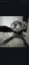 Lost Male Dog last seen Brookha6, Fairburn, GA 30213