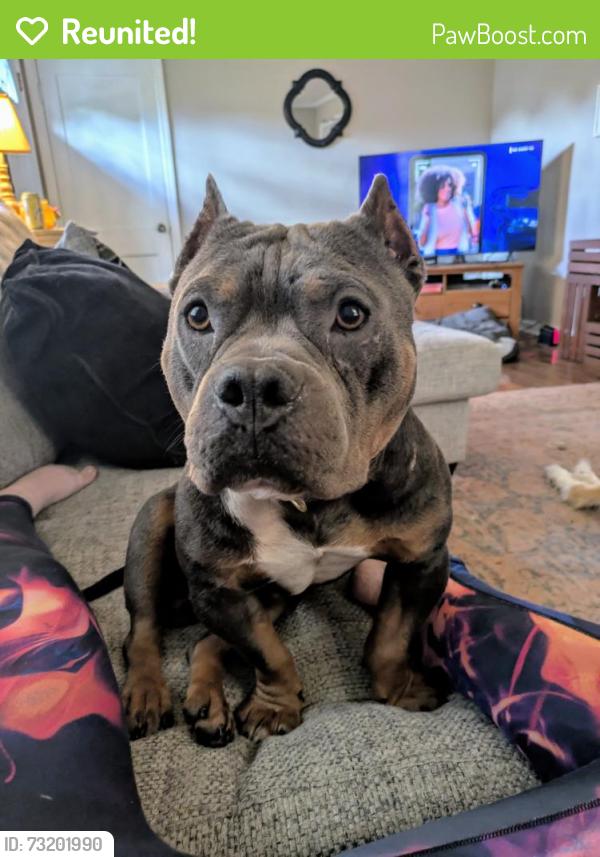 Reunited Male Dog last seen Kenilworth Ln & Prosser Rd, Knoxville, TN 37917