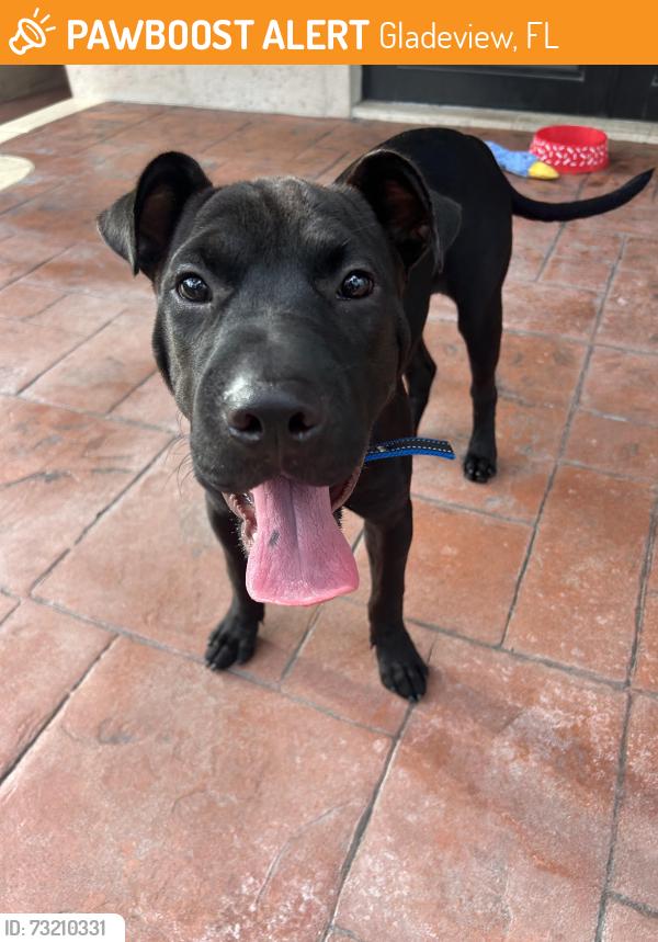 Found/Stray Male Dog last seen Nw 35 ave and 68 streer, Gladeview, FL 33147