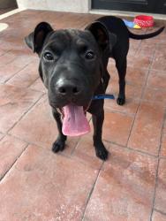 Found/Stray Male Dog last seen Nw 35 ave and 68 streer, Gladeview, FL 33147