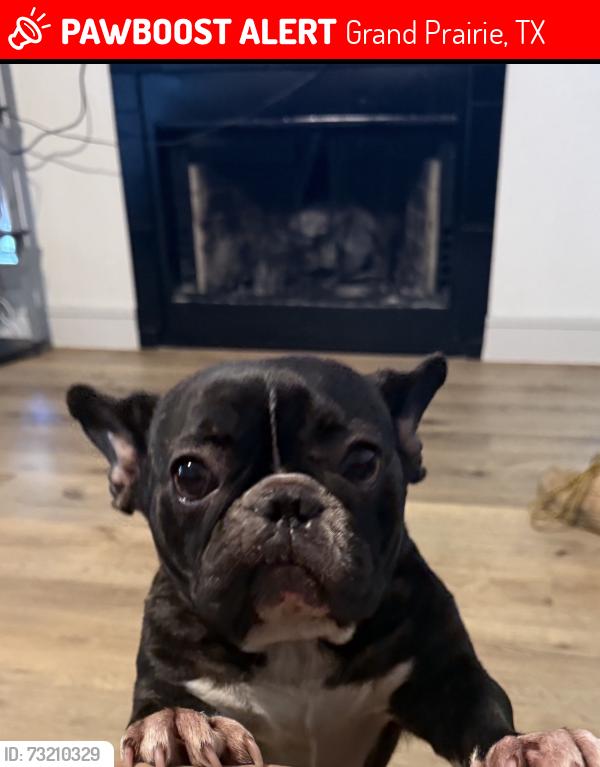Lost Female Dog last seen SW-21 ST/ SW-19 St, Grand Prairie, TX 75051