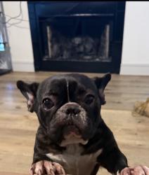 Lost Female Dog last seen SW-21 ST/ SW-19 St, Grand Prairie, TX 75051