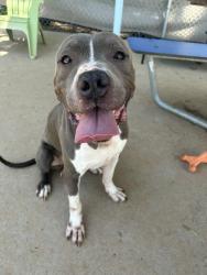 Shelter Stray Male Dog last seen CHARLOTTE, 8315 Byrum Dr, Charlotte, NC 28217, USA