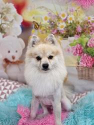 Reunited Male Dog last seen South ridge off Cherry st, Fontana, CA 92337