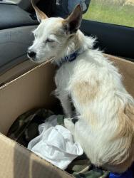 Lost Male Dog last seen Jackson County Georgia, Jefferson, GA 30549