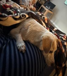 Reunited Female Dog last seen Neabsco and route 1, Woodbridge, VA 22191