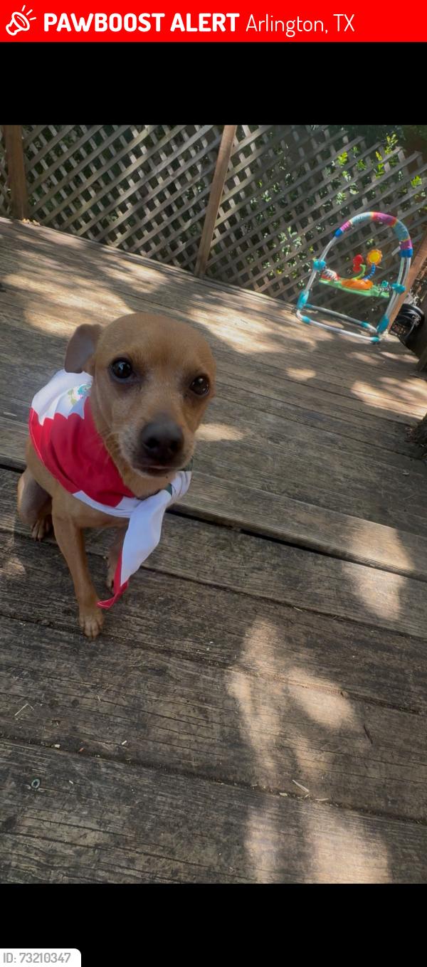 Lost Male Dog last seen Dan Dippers career center, Arlington, TX 76014