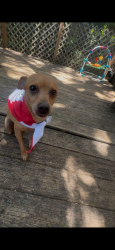 Lost Male Dog last seen Dan Dippers career center, Arlington, TX 76014