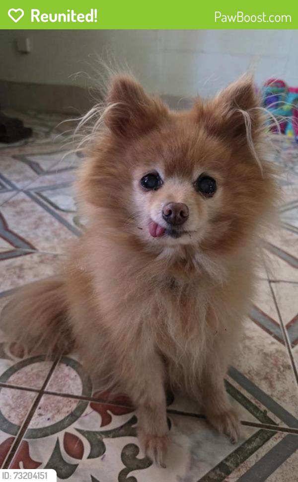 Reunited Male Dog last seen Columbus Ave and 24st, Fort Worth, TX 76164